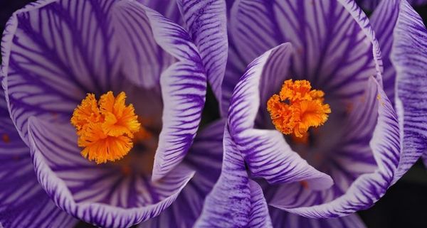 Crocus