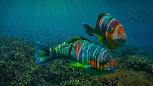 Parrotfish off the coast of the Philippines