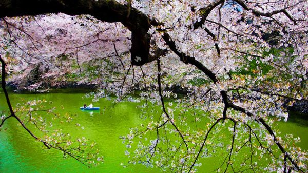 ｢千鳥ヶ淵｣東京, 皇居