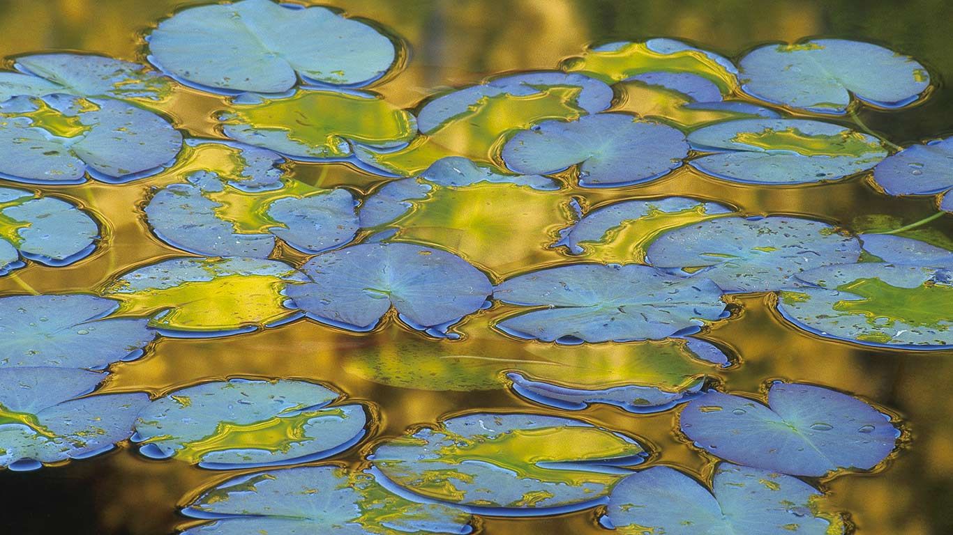 Water lily leaves, France
