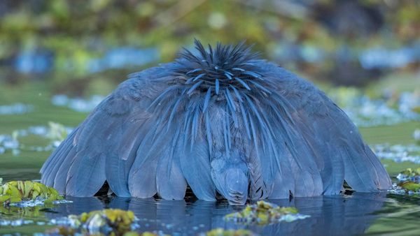 Black heron canopy hunting, Chobe National Park, Botswana