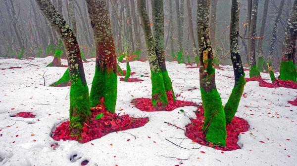 Mount Khomyak, Carpathian Mountains, Ukraine