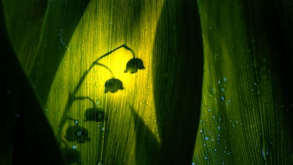 Silhouette of lily of the valley bloom