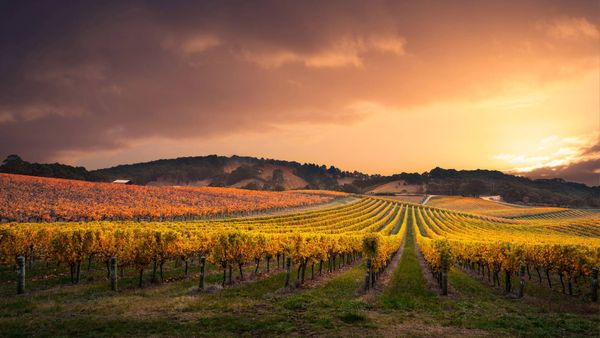 Vineyard in the Adelaide Hills, Australia