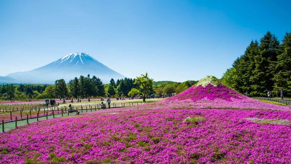 Mount Fuji with meadow of Phlox subulata flowers in Yamanashi, Japan