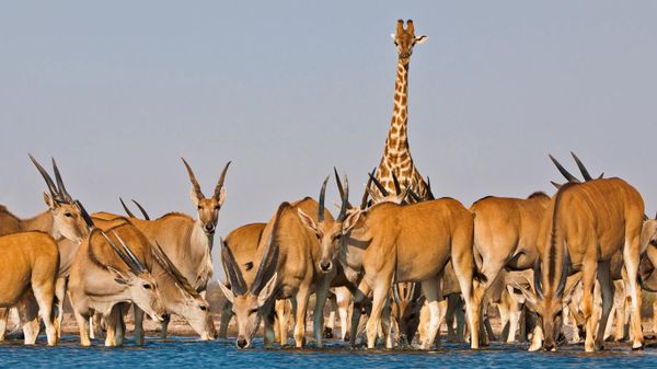 Eland antelope and giraffe at Etosha National Park, Namibia