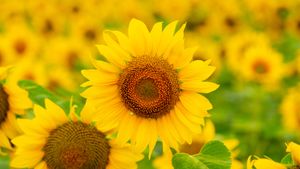 Sunflowers in a field in summer (© Arsgera/Shutterstock)(Bing United States)