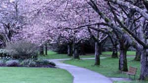 A canopy of cherry blossoms in Stanley Park, Vancouver (© WendyNordvikCarr/Getty Images)(Bing Canada)
