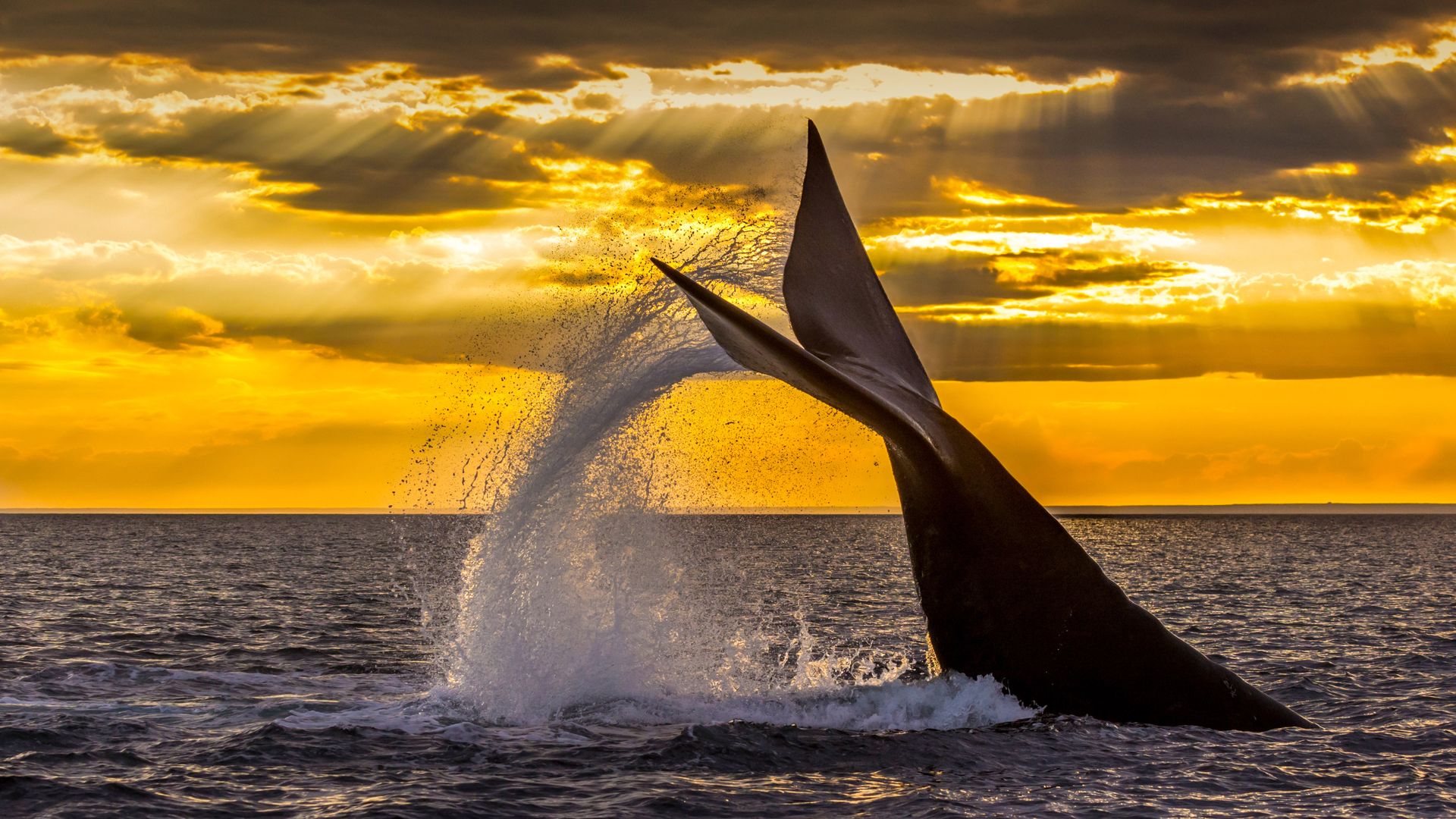 Southern right whale diving in the Golfo Nuevo near the Valdes Peninsula, Argentina