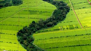 Plantation de thé dans le district de Kericho, Kenya (© Yann Arthus-Bertrand/Getty Images)(Bing France)
