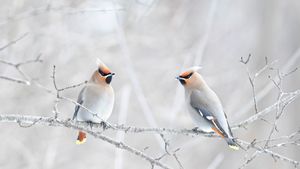 波西米亚太平鸟栖息在树枝上，加拿大 (© Jim Cumming/Shutterstock)(Bing China)