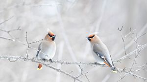 Bohemian waxwings perched on a branch, Canada (© Jim Cumming/Shutterstock)(Bing New Zealand)