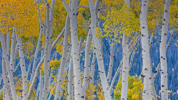 Pando, a quaking aspen grove in Fishlake National Forest, Utah