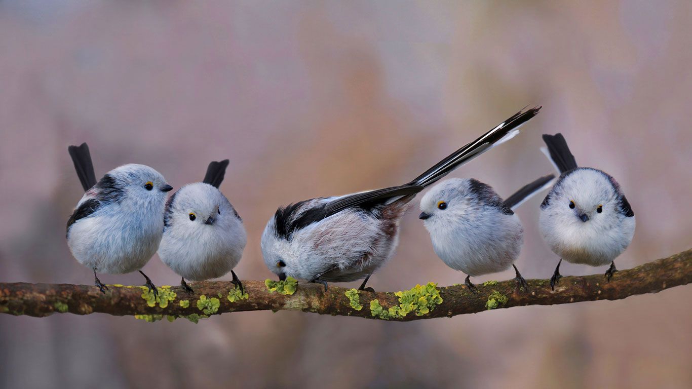 Long-tailed tits in Erding, Germany