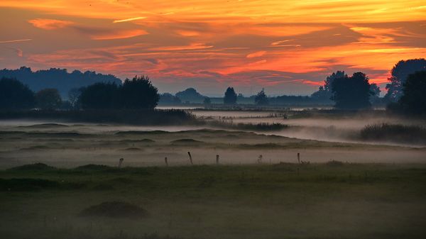 Wetland of River Elbe near Wedel, Schleswig-Holstein, Germany