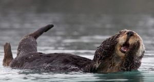 Sea otter grooming in Prince William Sound, Alaska, USA (© Donald M. Jones/Minden Pictures/Corbis) &copy; (Bing Australia)