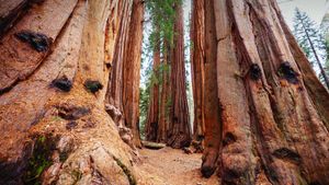 Secuoyas gigantes, Parque Nacional Sequoia, California, EE.UU. (© Galyna Andrushko/Shutterstock)(Bing España)