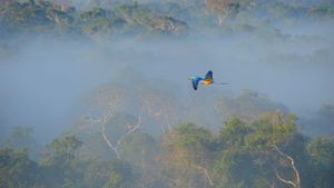 蓝黄相间的金刚鹦鹉在亚马逊雨林上空飞行， 巴西 (© Nicky van Veenendaal/500px)(Bing China)