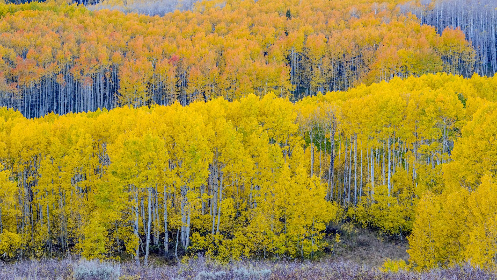 Fall Aspen Trees Near Guardsman Pass Utah United States Bing 