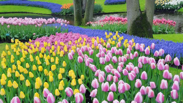 Grape hyacinths and tulips, Keukenhof Gardens, Lisse, Netherlands