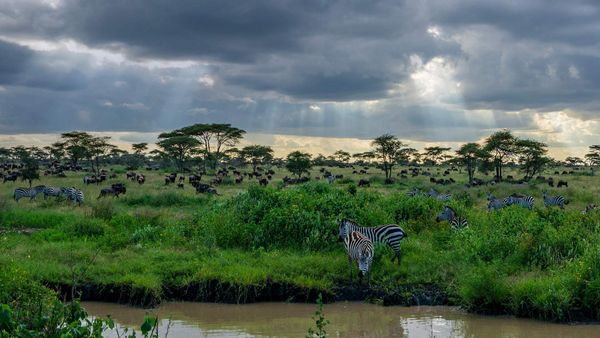 Zebras and wildebeest in the Serengeti National Park in Tanzania
