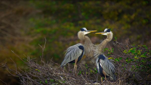 Great blue herons in the Wakodahatchee Wetlands, Delray Beach, Florida, USA