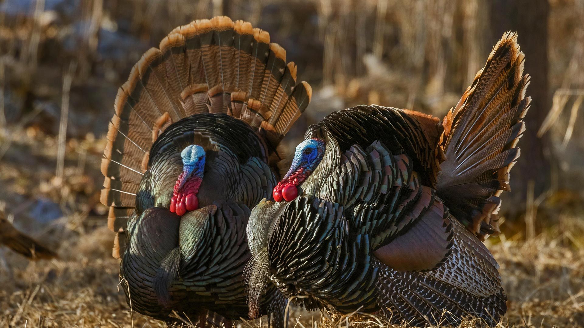 Eastern wild turkeys strutting in Wisconsin