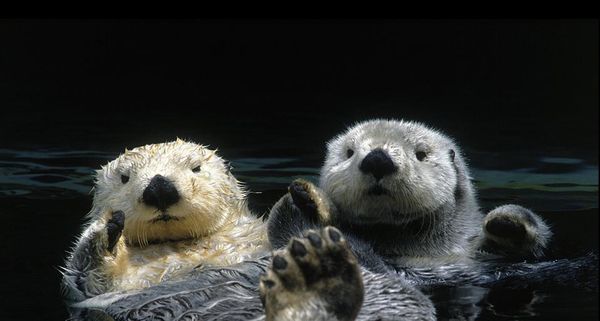 Otters