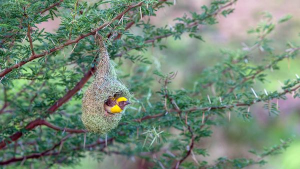 Baya weaver in its nest, Pune, Maharashtra, India
