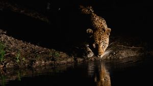 一只非洲豹出现在伦多洛兹私人野生动物保护区，南非  (© Sergey Gorshkov/Minden Pictures)(Bing China)