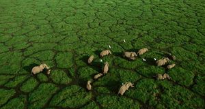 Elephant trails bisect the green grasses of Amboseli National Park, Kenya (© George Steinmetz/Corbis) &copy; (Bing United States)