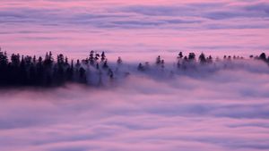 Fog drifts over the Redwood National and State Parks, California (© CorbisMotion)(Bing Australia)