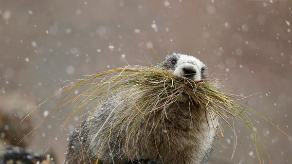 Hoary marmot in Denali National Park, Alaska