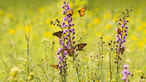 Le farfalle monarca si nutrono di fiori selvatici