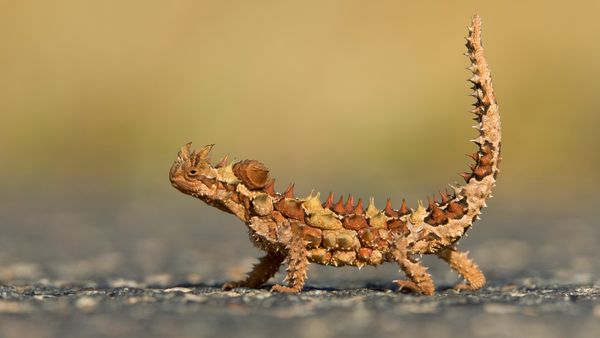 Thorny Devil (Moloch horridus) in Watarrka National Park, Northern Territory