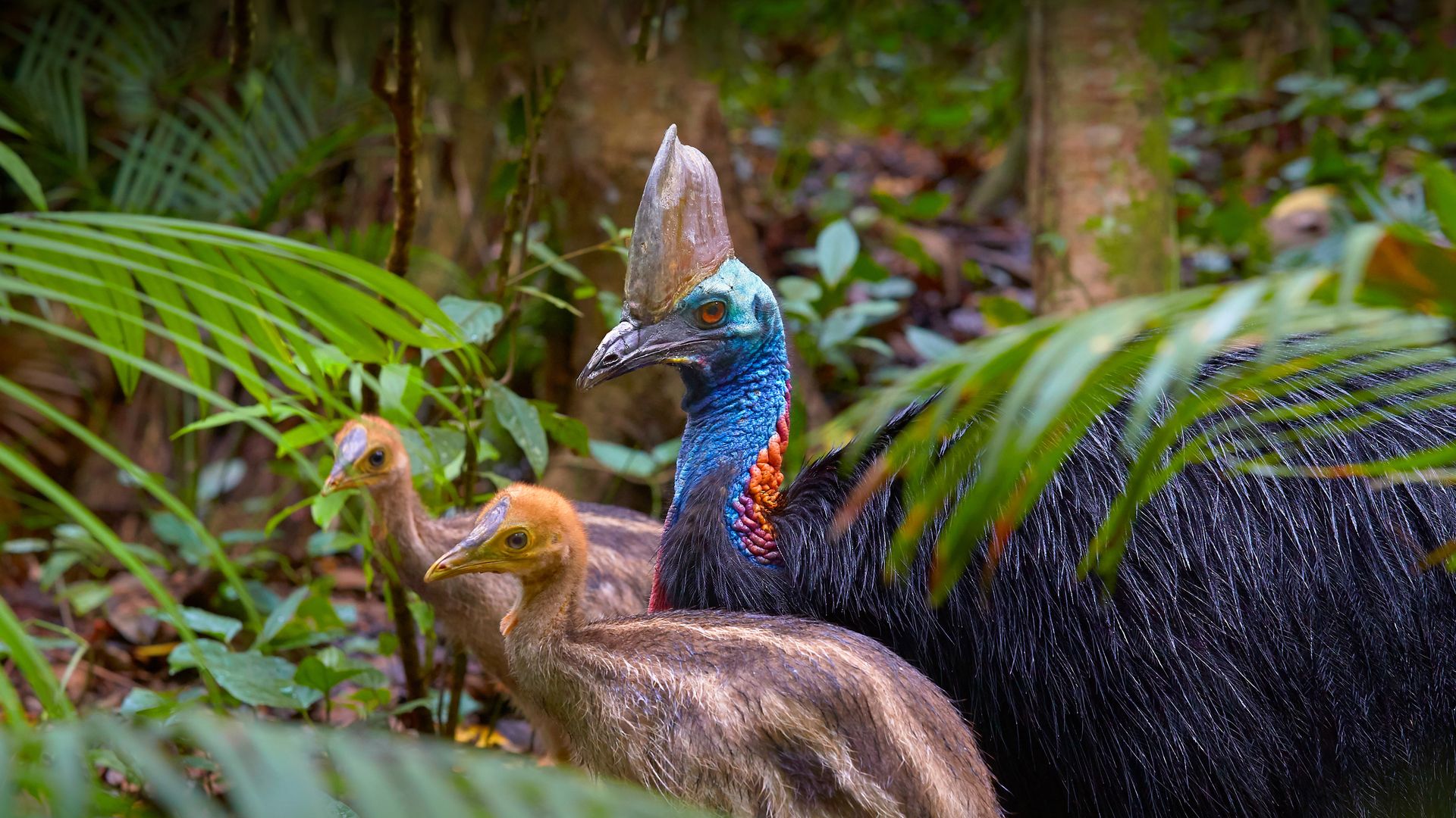 Southern cassowary father with chicks, Kuranda, Queensland, Australia