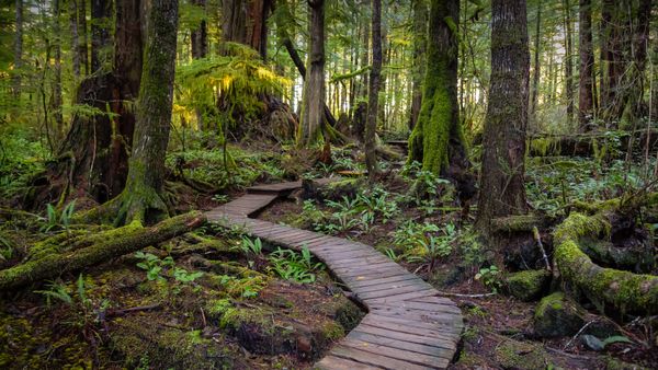 Sentiero di legno per il lago Kennedy, isola di Vancouver, British Columbia, Canada