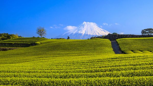 Japanese green tea plantation and Mt. Fuji, Shizuoka, Japan