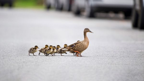 Mallard, Anas platyrhynchos, mother leading ducklings across road, Arundel, Sussex