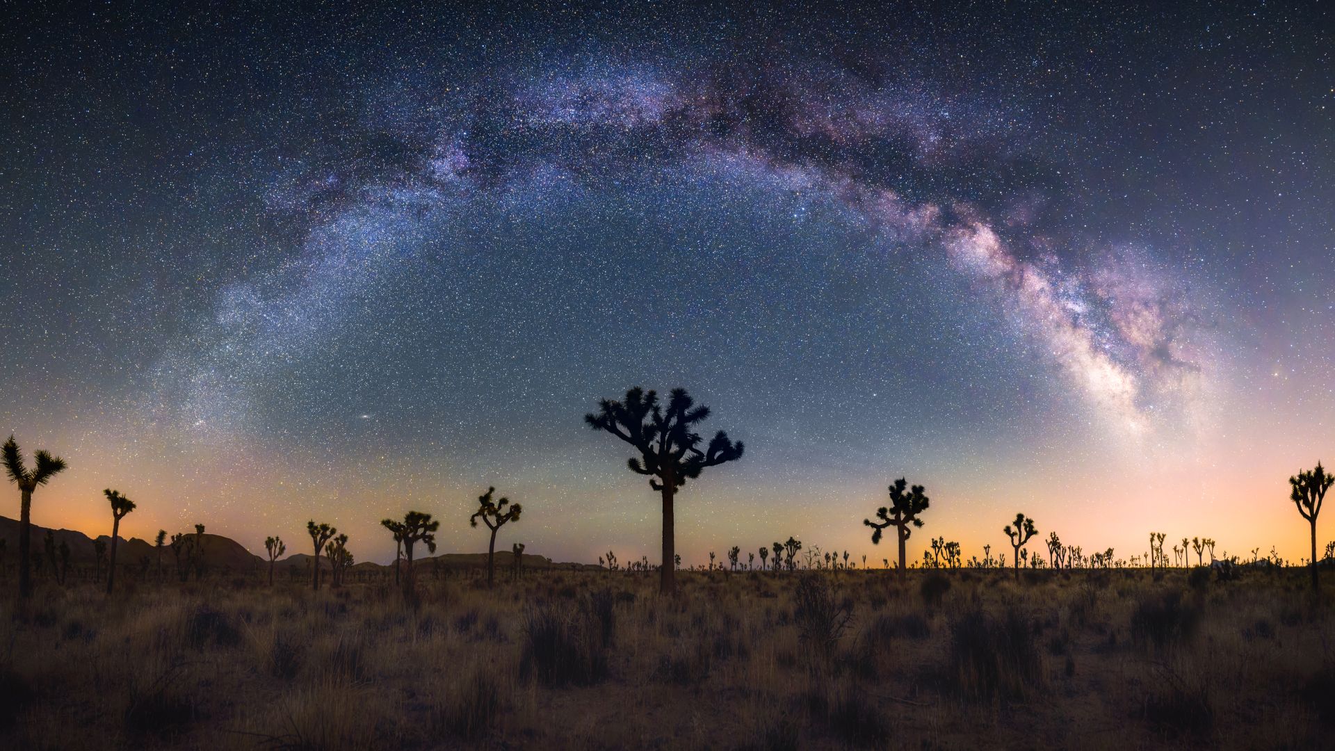 Joshua trees under the Milky Way, California