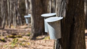 Buckets on maple trees collecting sap for maple syrup (© capecodphoto/Getty Images)(Bing Canada)