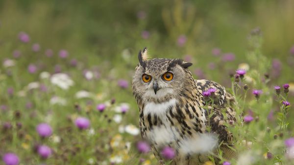 Eurasian Eagle-Owl (Bubo bubo) in wildflower meadow, Rhineland-Palatinate, Germany