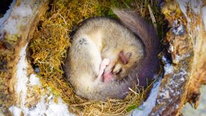 一只熟睡中的睡鼠，法国阿尔萨斯  (© M. Watsonantheo/SuperStock)(Bing China)