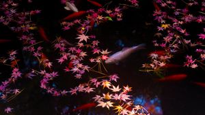 东京的秋叶和金鱼，日本 (© qrsk/Moment/Getty Images)(Bing China)