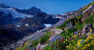 Little Tahoma Peak en arrière-plan et fleurs sauvages de l’Upper Paradise Valley dans le parc national du Mont Rainier, État de Washington, États-Unis (© Stephen Matera) &copy; (Bing France)