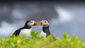 Two Atlantic puffins, Elliston, Newfoundland, Canada (© Daphne Roberts Photography/Getty Images)(Bing Canada)