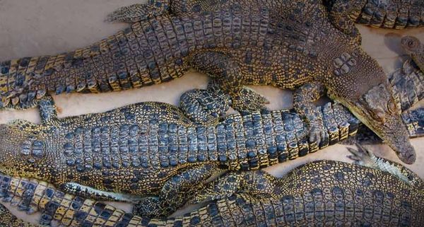 Crocodiles at Crocodylus wildlife park, Darwin, Northern Territory, Australia