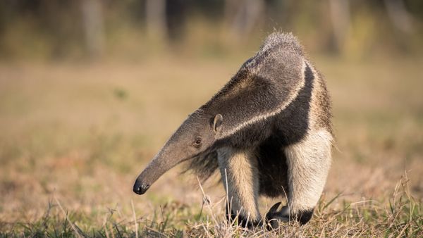 Giant anteater in the Pantanal, Brazil
