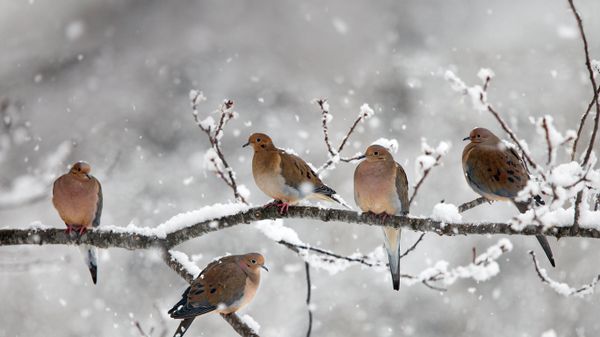 Mourning doves near Bear River, Nova Scotia, Canada