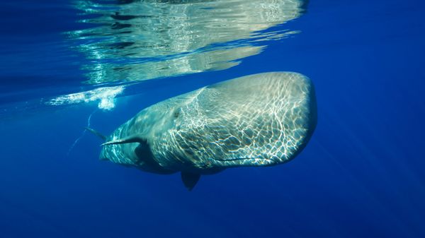 Sperm whale off the coast of the Azores, Portugal